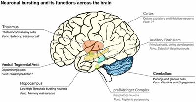 Neural Coding With Bursts—Current State and Future Perspectives